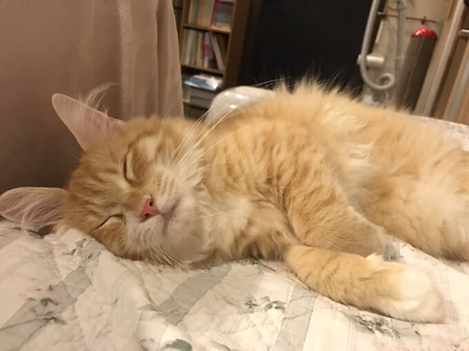 ベッドで眠る猫