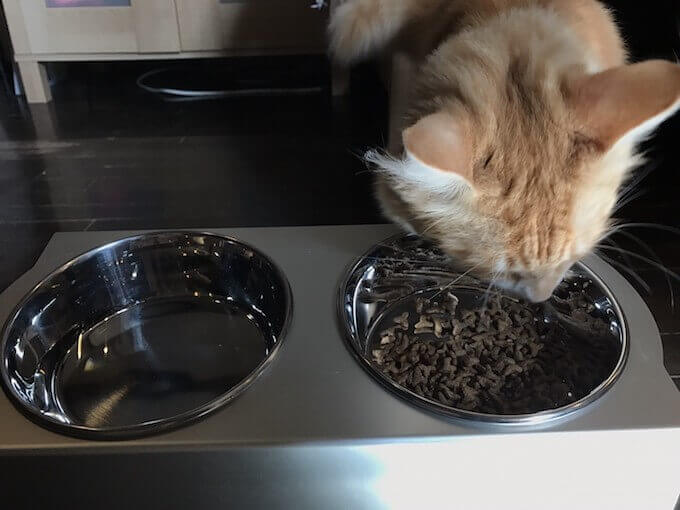 ファインペッツキャットフード